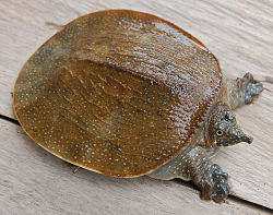 Bulus (Amyda cartilaginea)
