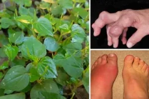 herbal-ampuh-untuk-atasi-asam-urat